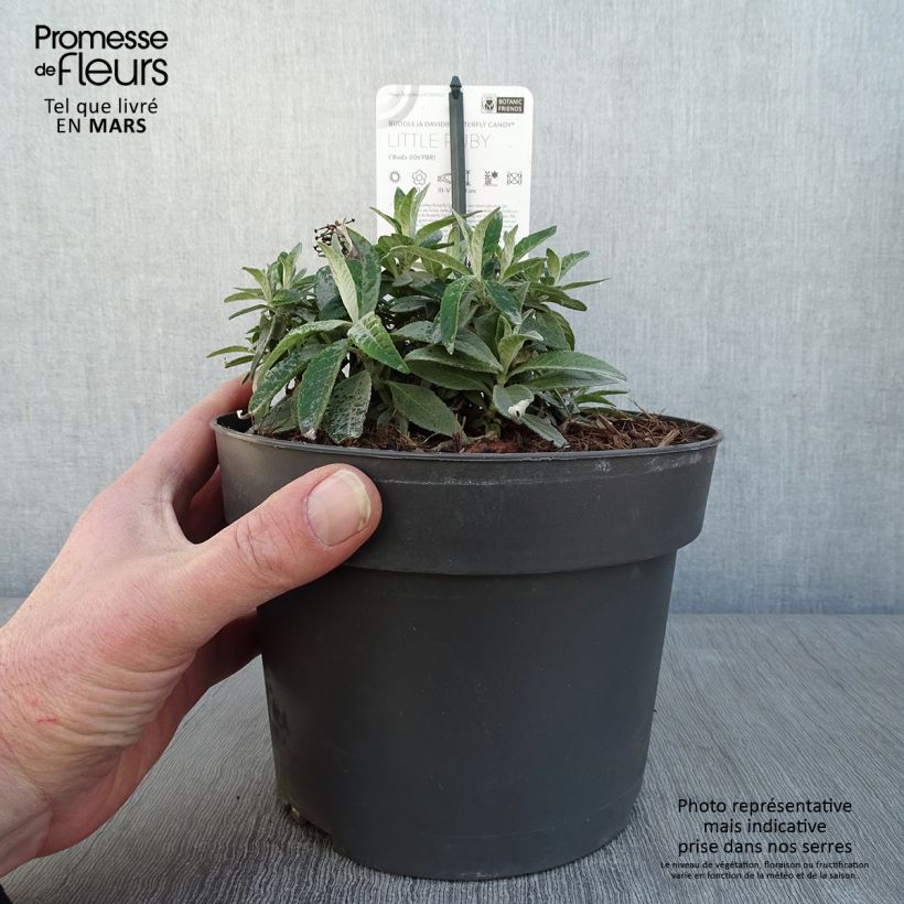 Example of Vlinderstruik Butterfly Candy Little Ruby - Buddleja davidii Pot van 3 l/4 l as you get in hiver