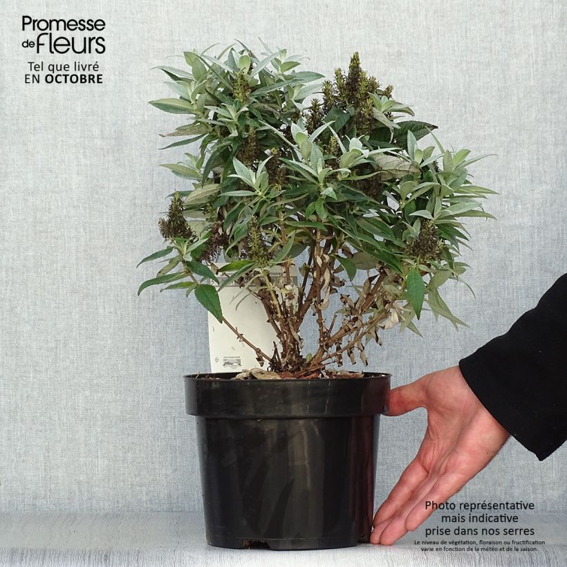 Exemplaar van Vlinderstruik Butterfly Candy Little Wit - Buddleja davidii Pot van 3 l/4 l zoals geleverd in de herfst