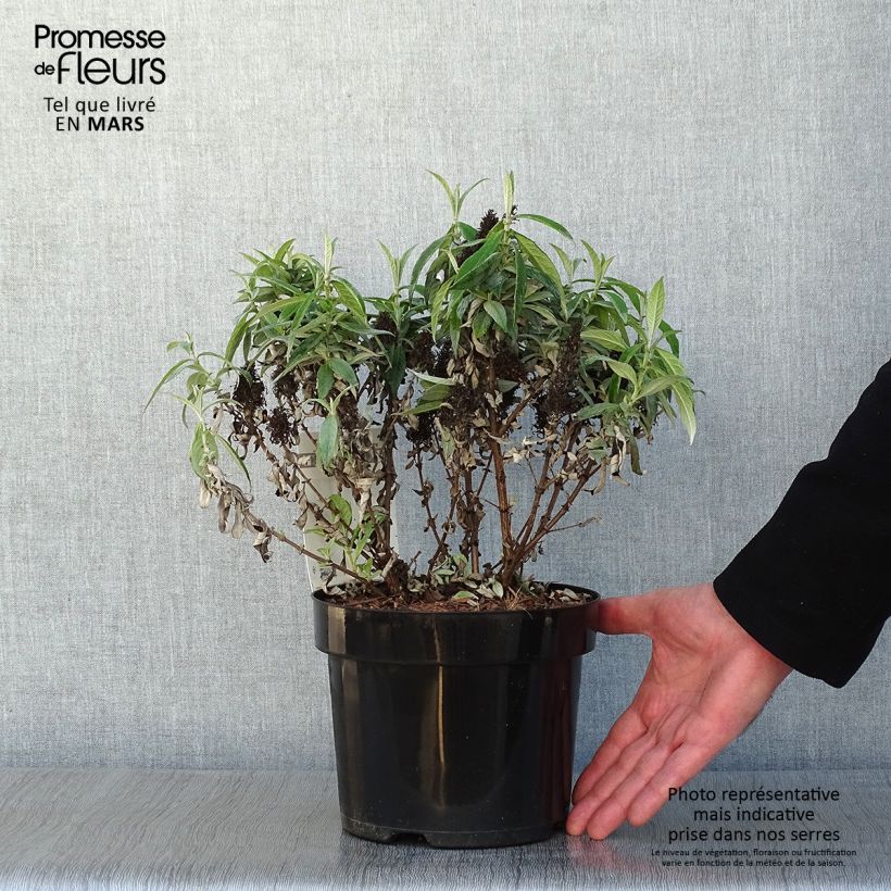 Example of Buddleja davidii Butterfly Candy Little White - Arbre aux papillons nain Pot van 3 l/4 l as you get in hiver