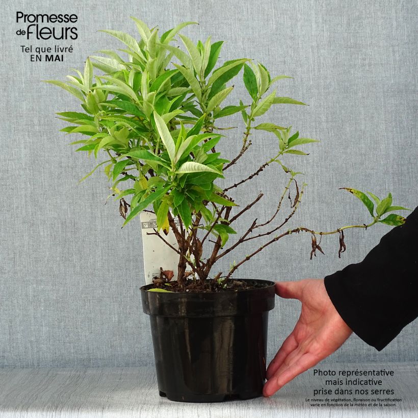 Exemplaar van Vlinderstruik Butterfly Candy Little Wit - Buddleja davidii Pot van 3 l/4 l zoals geleverd in de lente