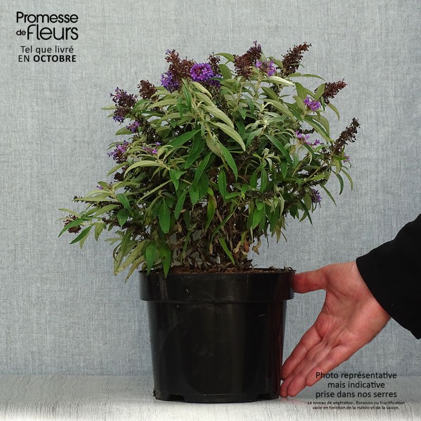 Exemplaar van Vlinderstruik Butterfly Candy Little Paars - Buddleja davidii Pot van 3 l/4 l zoals geleverd in de herfst