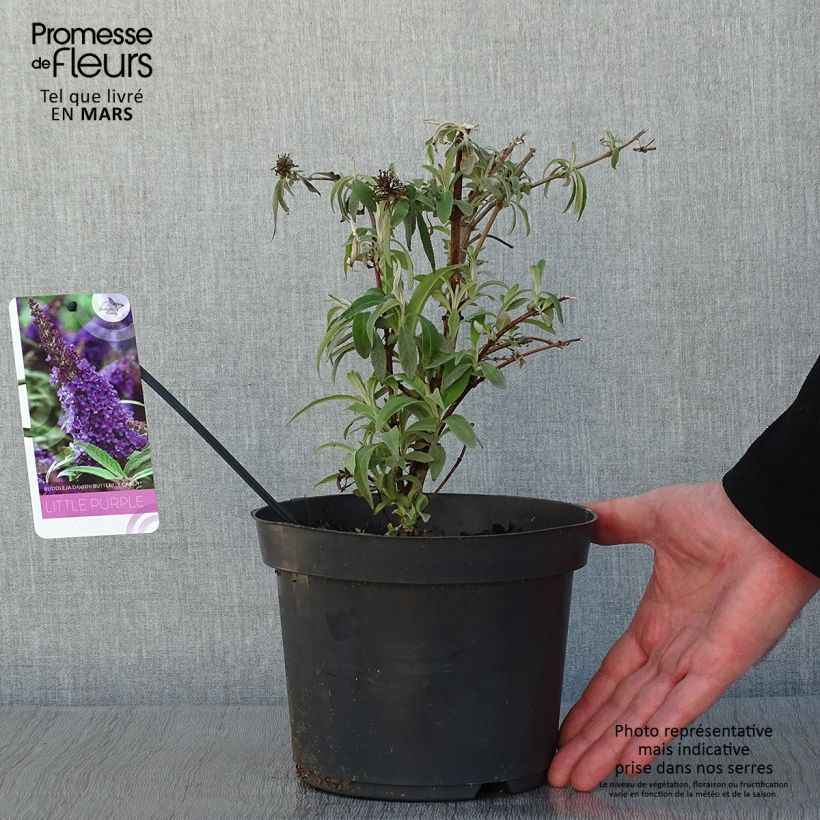 Example of Buddleja davidii Butterfly CandyLittle Purple - Arbre aux papillons nain Pot van 3 l/4 l as you get in hiver