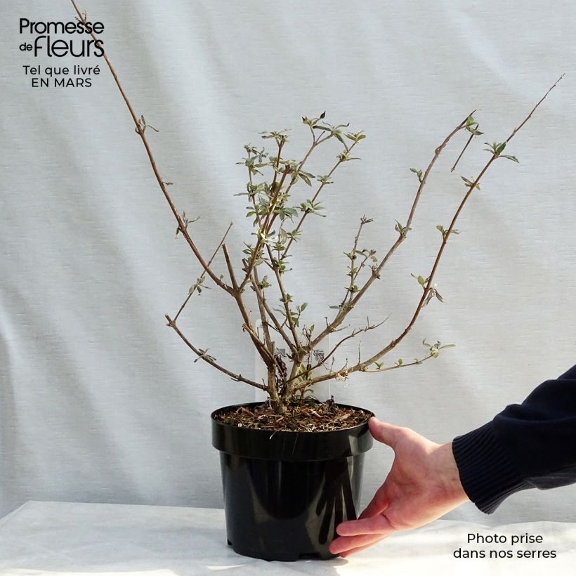 Example of Buddleja davidii Camberwell Beauty - Arbre aux papillons Pot van 3 l/4 l as you get in printemps