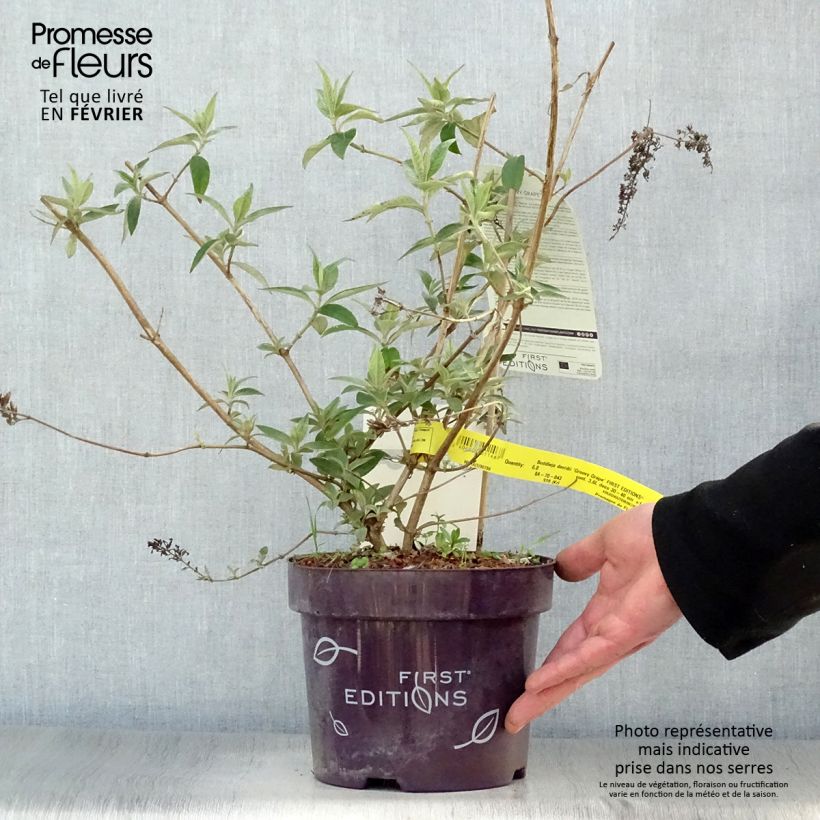 Example of Buddleja davidii Groovy Grape - Arbre à papillons Pot van 3 l/4 l as you get in hiver