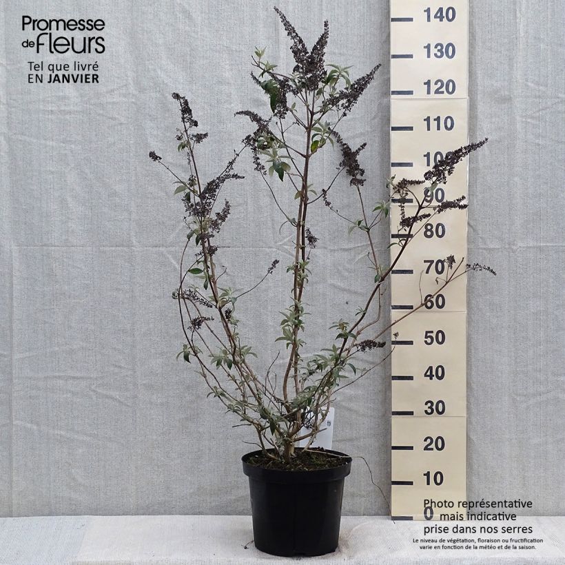 Example of Buddleja davidii Groovy Grape - Arbre à papillons Pot van 7,5 l/10 l as you get in hiver