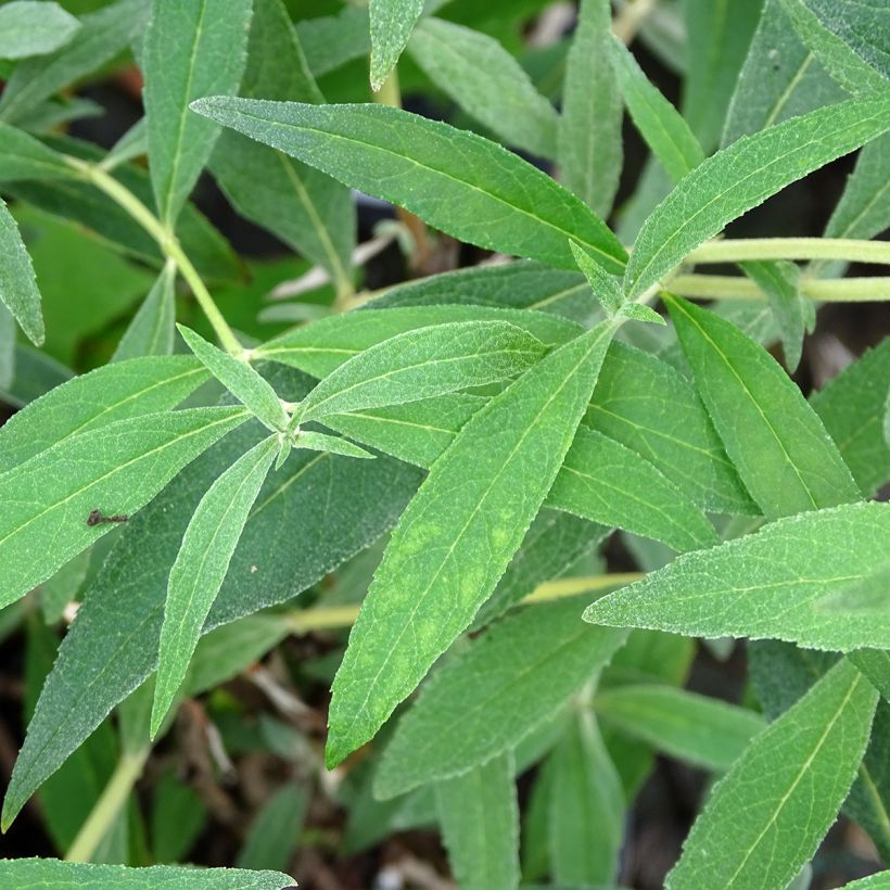 Vlinderstruik Gulliver - Buddleja davidii (Foliage)