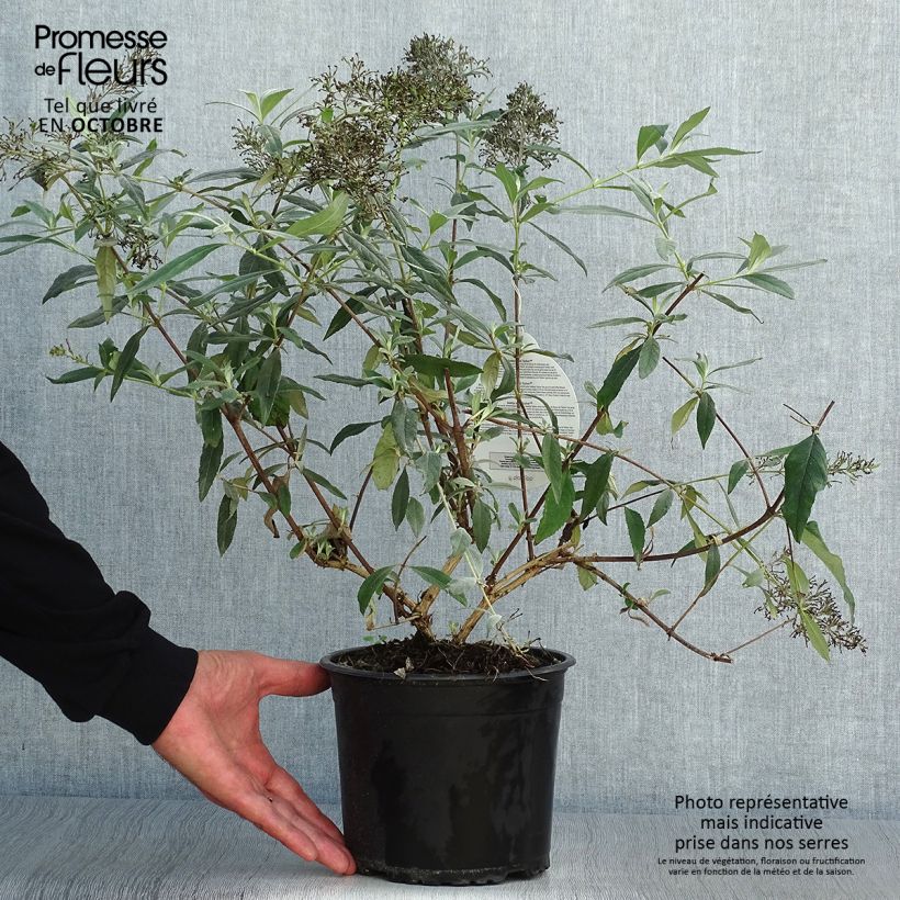 Exemplaar van Vlinderstruik Gulliver - Buddleja davidii Pot van 3 l/4 l zoals geleverd in de herfst