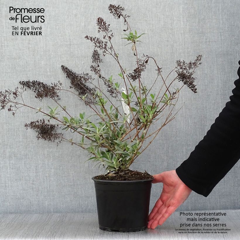 Example of Buddleja davidii Gulliver - Arbre à papillons Pot van 3 l/4 l as you get in hiver