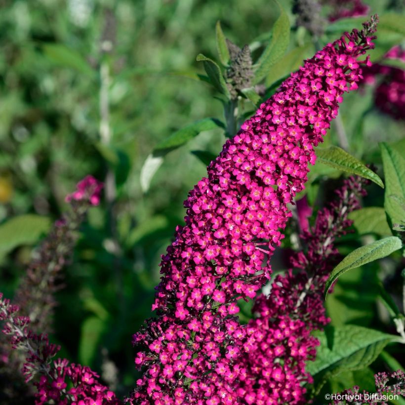 Vlinderstruik Rêve de Papillon Rood - Buddleja (Flowering)