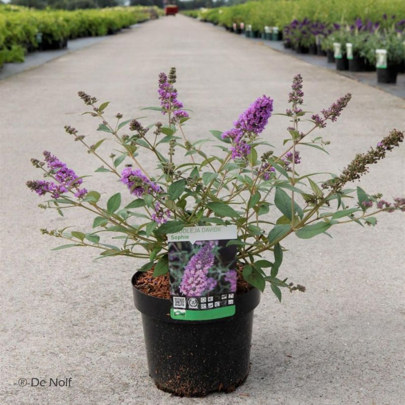 Vlinderstruik Sophie - Buddleja davidii (Plant habit)