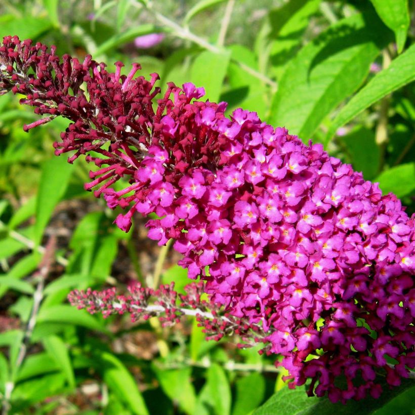 Vlinderstruik Sugar Plum - Buddleja davidii (Flowering)