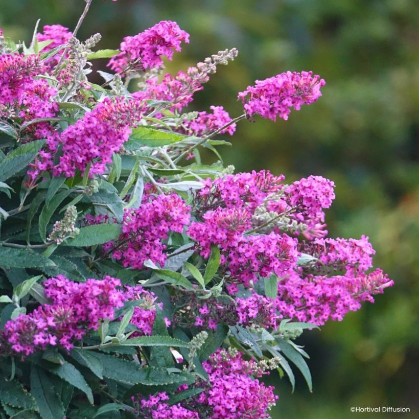 Vlinderstruik Tiny Buddy Hot Roze - Buddleja (Flowering)