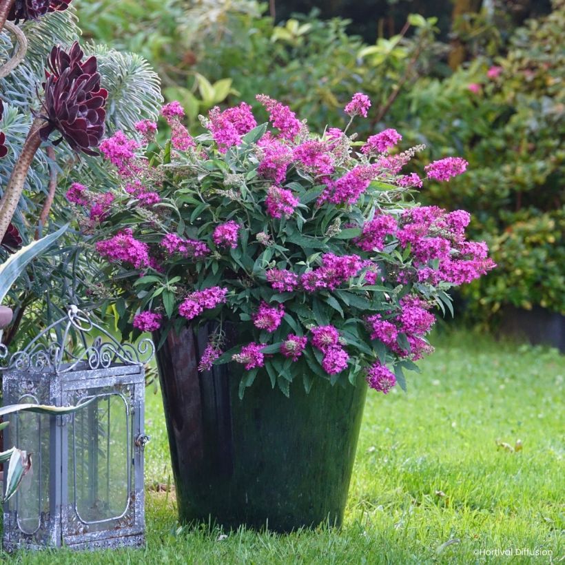 Vlinderstruik Tiny Buddy Hot Roze - Buddleja (Plant habit)