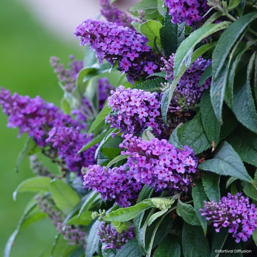 Vlinderstruik Tiny Buddy Violet - Buddleja davidii (Flowering)