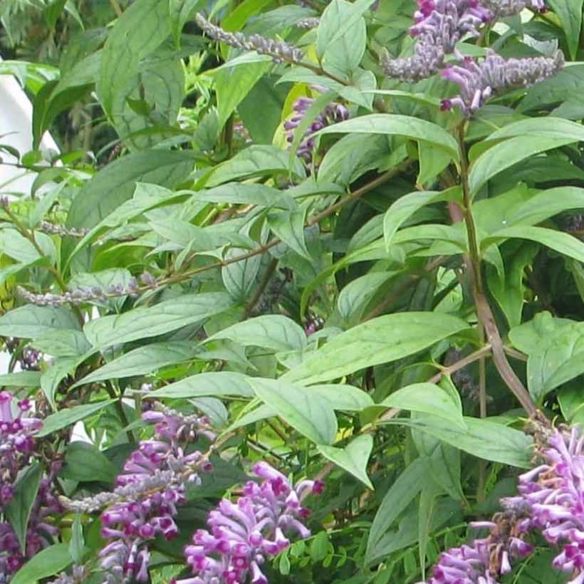 Buddleja lindleyana - Lindley-vlinderstruik (Foliage)