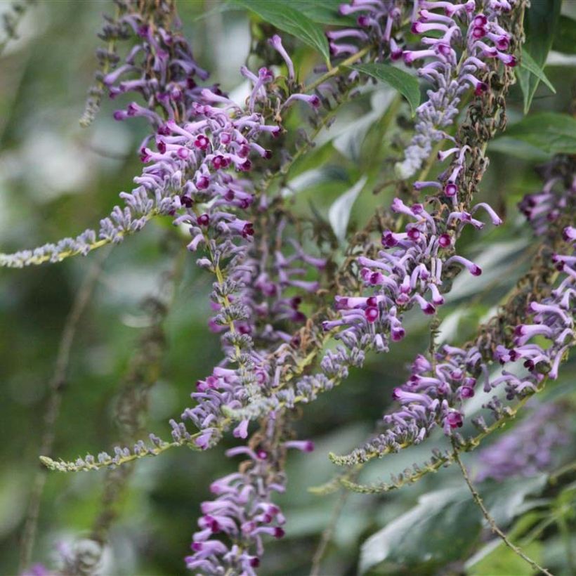 Buddleja lindleyana - Lindley-vlinderstruik (Flowering)