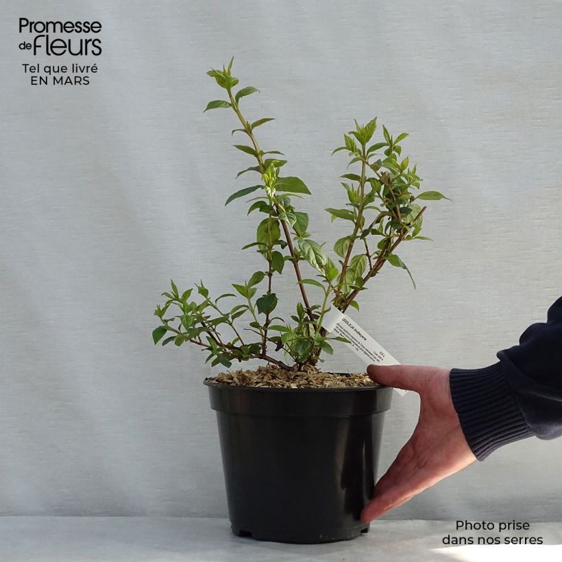 Exemplaar van Buddleja lindleyana - Lindley-vlinderstruik Pot van 4 l/5 l zoals geleverd in de lente