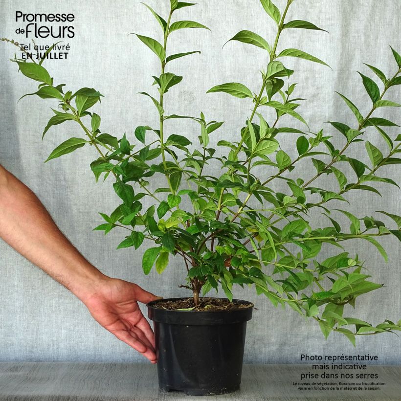 Exemplaar van Buddleja lindleyana - Lindley-vlinderstruik Pot van 4 l/5 l zoals geleverd in de zomer
