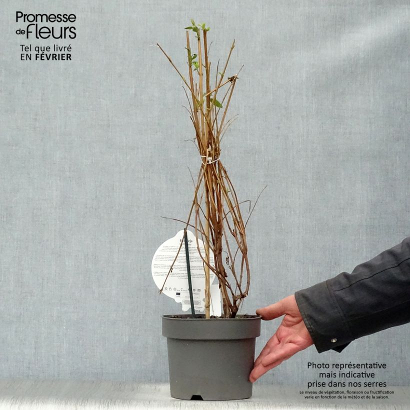 Example of Buddleja lindleyana - Arbre aux papillons de Lindley Pot van 4 l/5 l as you get in hiver