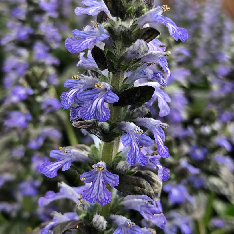 Ajuga reptans Atropurpurea - Kruipend zenegroen (Flowering)