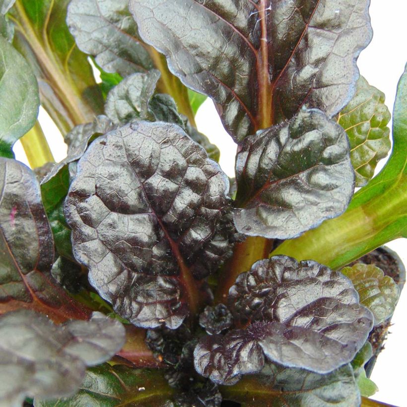 Ajuga reptans Black Scallop - Kruipend zenegroen (Foliage)