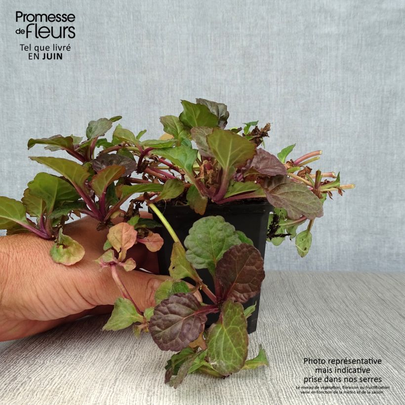 Exemplaar van Ajuga reptans Black Scallop - Kruipend zenegroen Kweekpotje van 8/9 cm zoals geleverd in de zomer