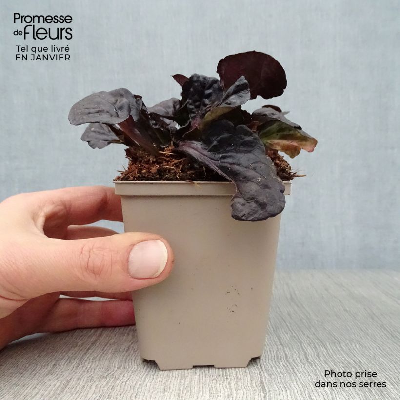 Example of Ajuga reptans Black Scallop - Kruipend zenegroen Kweekpotje van 8/9 cm as you get in hiver