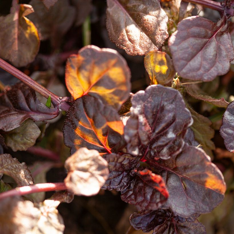 Ajuga reptans Black Scallop - Kruipend zenegroen (Blad)