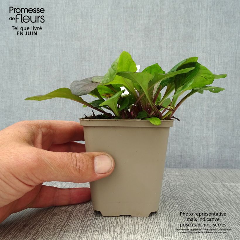 Exemplaar van Ajuga reptans Braunherz - Kruipend zenegroen Kweekpotje van 8/9 cm zoals geleverd in de zomer