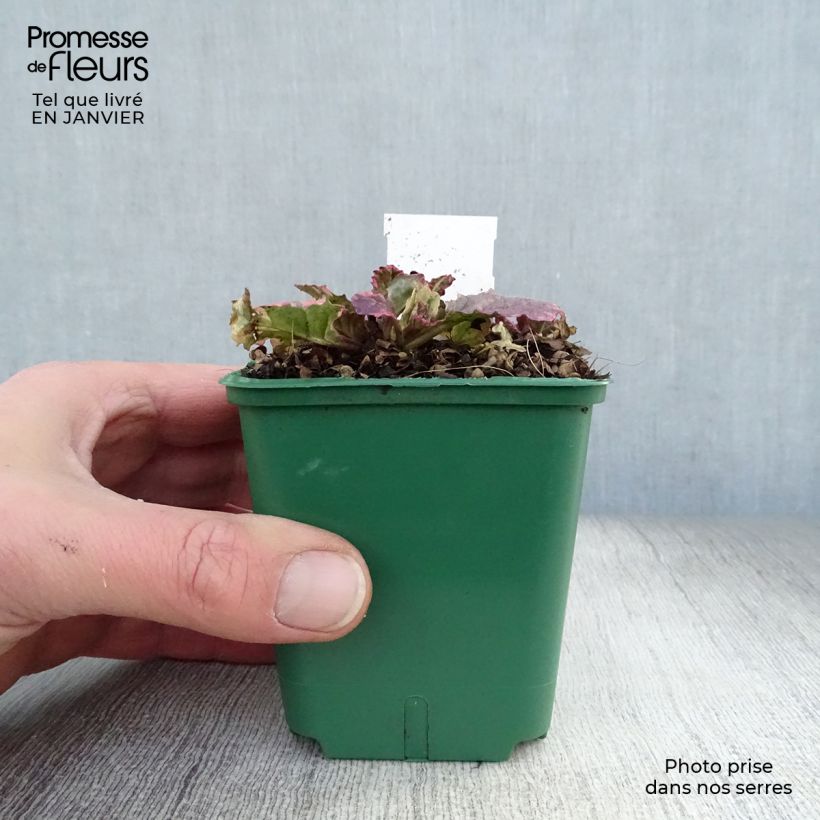 Example of Bugle rampante - Ajuga reptans Burgundy Glow Kweekpotje van 7/8 cm as you get in hiver