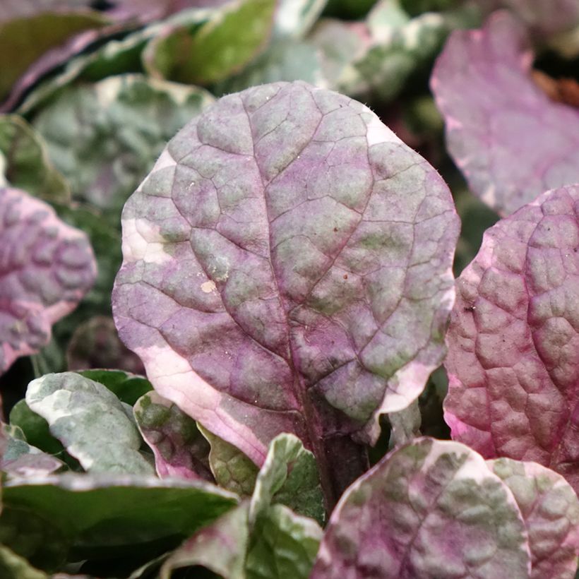 Ajuga reptans Burgundy Glow - Kruipend zenegroen (Blad)