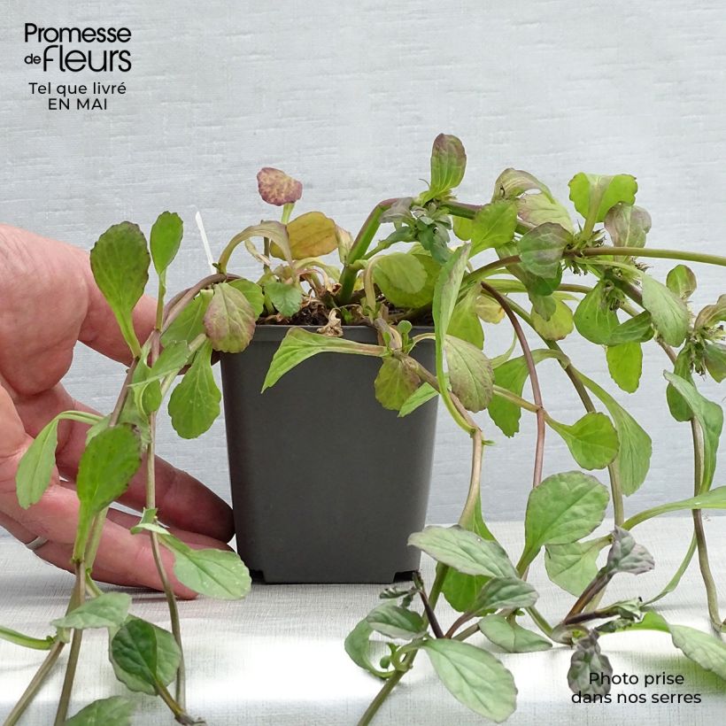 Exemplaar van Ajuga reptans Catlins Giant - Kruipend zenegroen Kweekpotje van 8/9 cm zoals geleverd in de lente