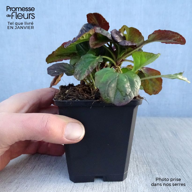 Example of Ajuga reptans Catlins Giant - Kruipend zenegroen Kweekpotje van 8/9 cm as you get in hiver