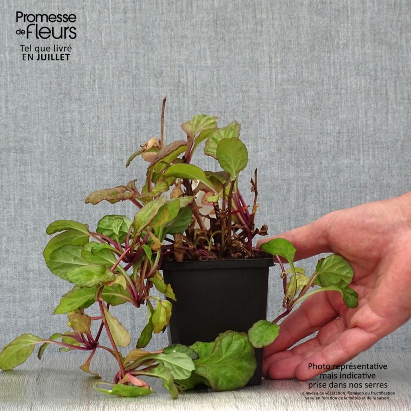 Exemplaar van Ajuga reptans Catlins Giant - Kruipend zenegroen Kweekpotje van 8/9 cm zoals geleverd in de zomer