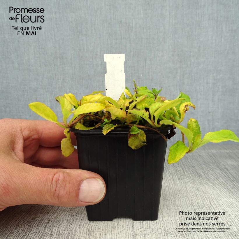 Exemplaar van Ajuga reptans Gold Chang - Kruipend zenegroen Kweekpotje van 8/9 cm zoals geleverd in de lente