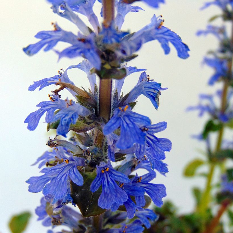 Ajuga reptans Multicolor - Kruipend zenegroen (Flowering)