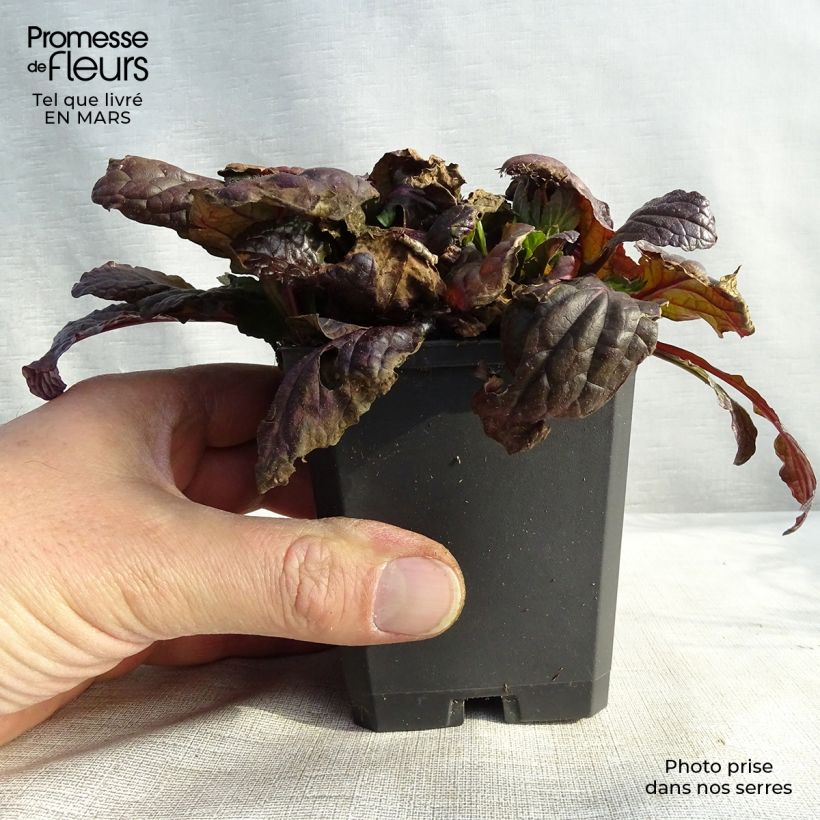 Exemplaar van Ajuga reptans Multicolor - Kruipend zenegroen Kweekpotje van 8/9 cm zoals geleverd in de lente