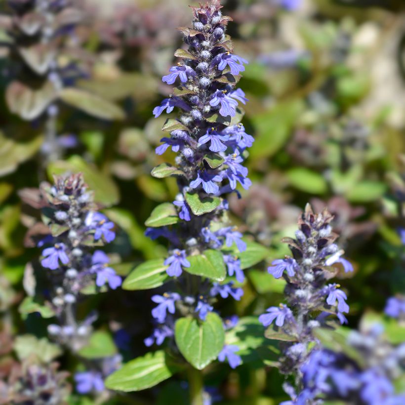 Ajuga reptans Multicolor - Kruipend zenegroen (Bloei)