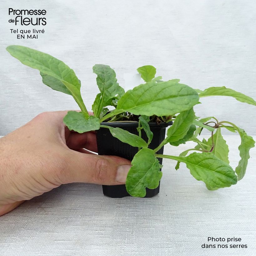 Exemplaar van Ajuga reptans Rosea - Kruipend zenegroen Kweekpotje van 8/9 cm zoals geleverd in de lente