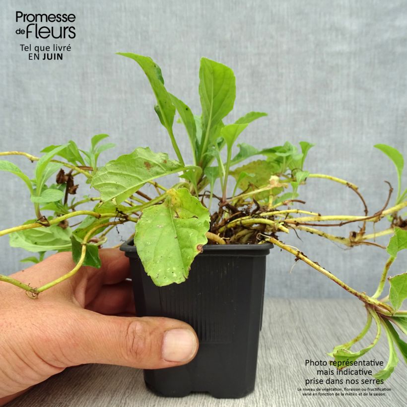 Exemplaar van Ajuga reptans Rosea - Kruipend zenegroen Kweekpotje van 8/9 cm zoals geleverd in de zomer