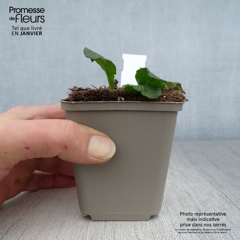 Example of Bugle rampante - Ajuga reptans Sanne Kweekpotje van 8/9 cm as you get in hiver