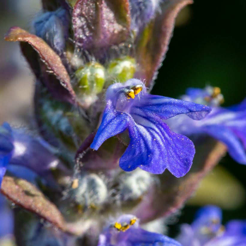 Ajuga reptans - Kruipend zenegroen (Bloei)