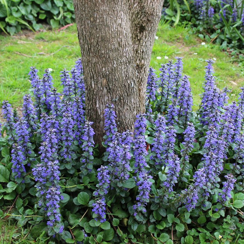 Ajuga reptans - Kruipend zenegroen (Groeiplaats)