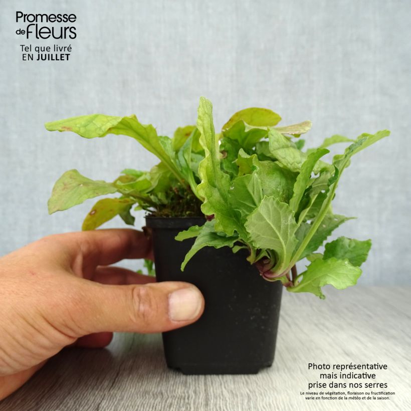 Exemplaar van Ajuga reptans - Kruipend zenegroen Kweekpotje van 8/9 cm zoals geleverd in de zomer