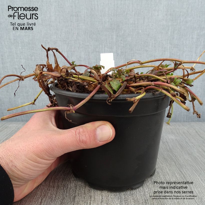 Example of Bugle rampante - Ajuga reptans Pot van 2 l/3 l as you get in hiver