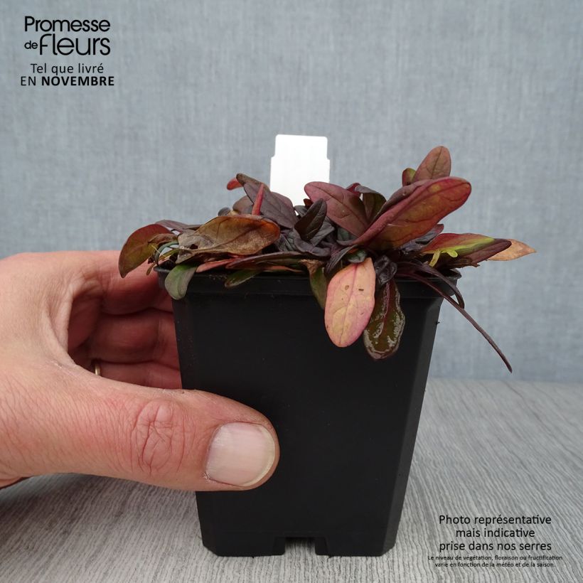 Exemplaar van Ajuga reptans Chocolate Chip - Kruipend zenegroen Kweekpotje van 8/9 cm zoals geleverd in de herfst