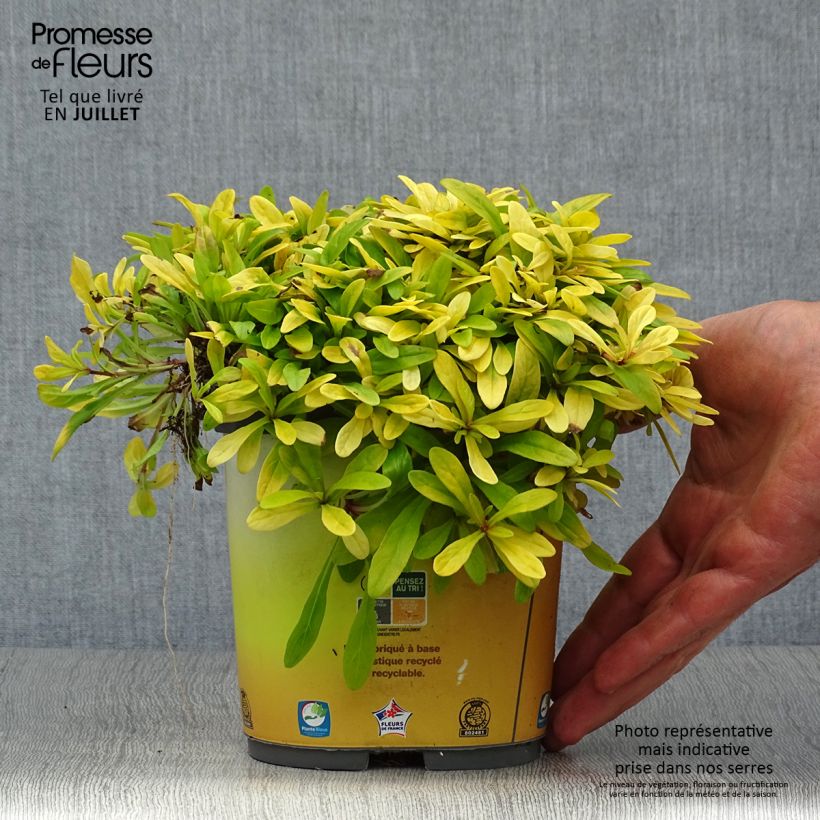 Exemplaar van Ajuga reptans Cordial Canary - Kruipend zenegroen Pot van 2 l/3 l zoals geleverd in de zomer