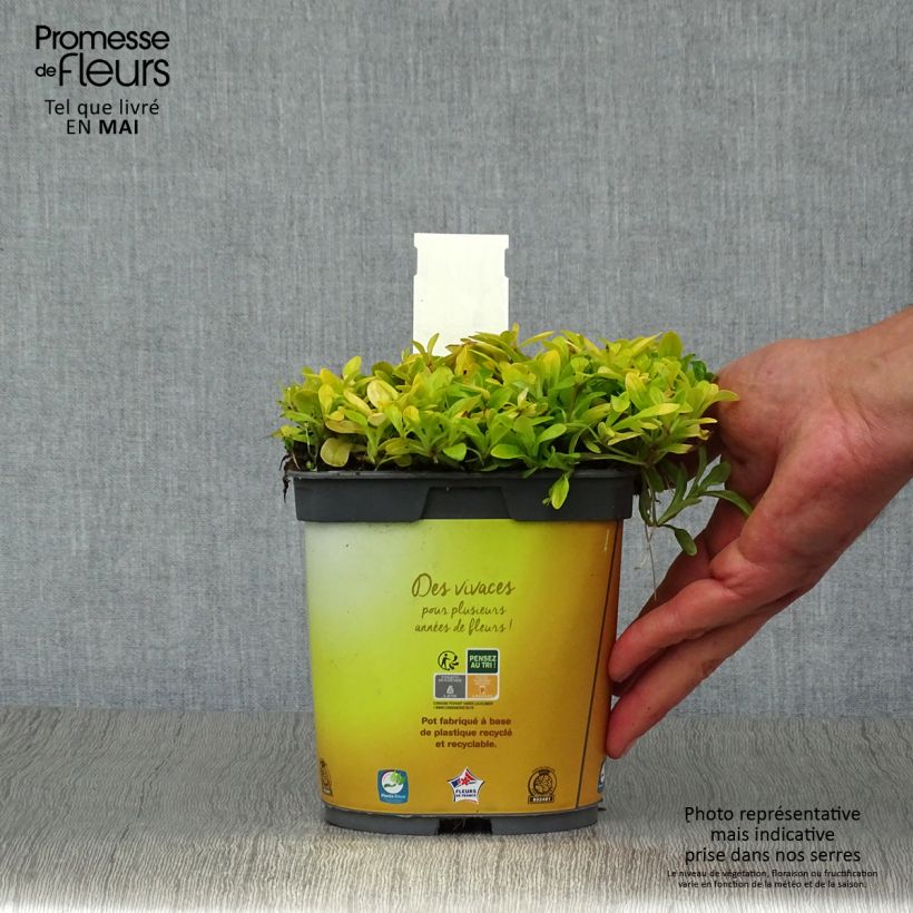 Exemplaar van Ajuga reptans Cordial Canary - Kruipend zenegroen Pot van 2 l/3 l zoals geleverd in de lente