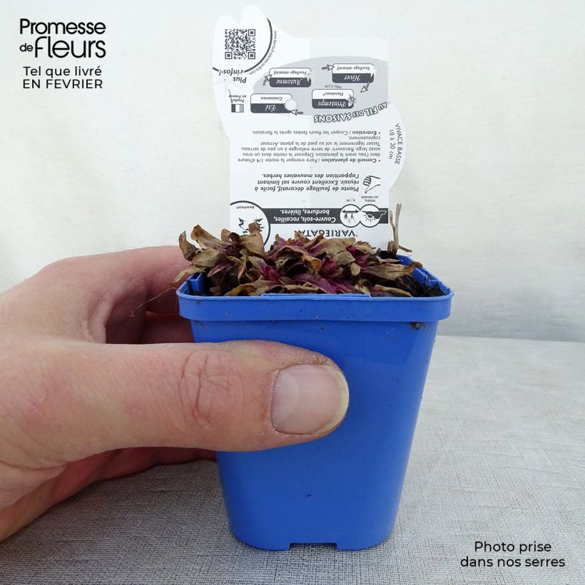 Example of Ajuga reptans Princess Nadia - Kruipend zenegroen Kweekpotje van 8/9 cm as you get in hiver