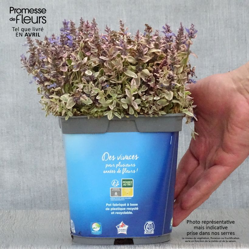 Exemplaar van Ajuga reptans Princess Nadia - Kruipend zenegroen Pot van 1,5 l/2 l zoals geleverd in de lente